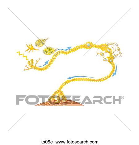 Sensory nerve cells. View Large Illustration Clip Art - Sensory nerve cells.. Fotosearch