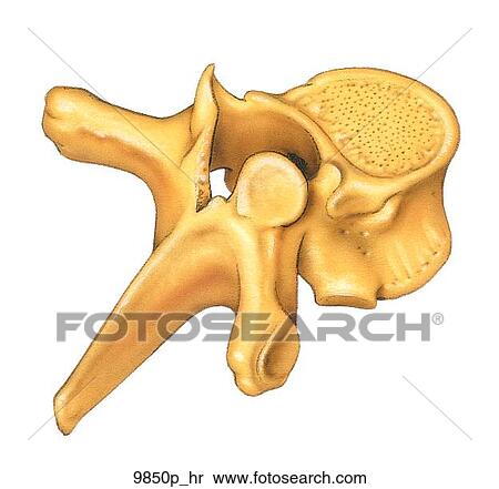 Seventh Thoracic Vertebra Posterolateral Oblique View Unlabeled View Large Illustration Stock Illustration - Seventh Thoracic Vertebra Posterolateral Oblique View Unlabeled. Fotosearch