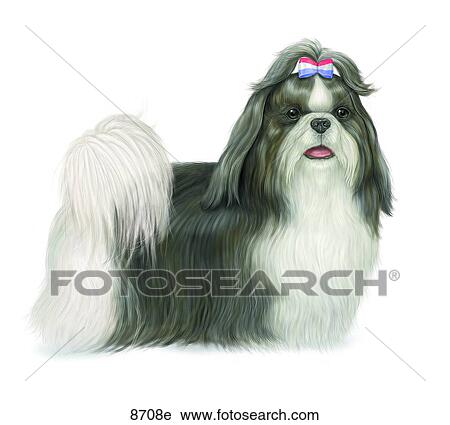 ShihTzu Unlabeled View Large Illustration Clip Art - ShihTzu Unlabeled. Fotosearch