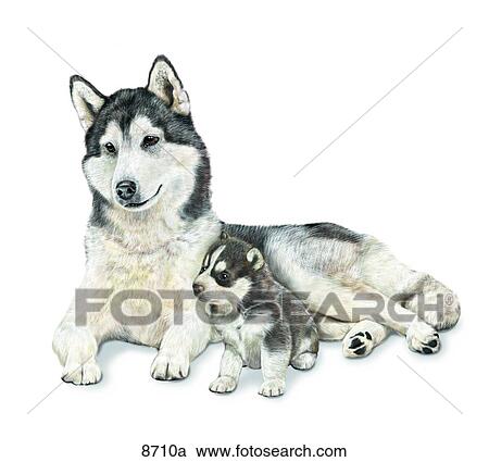 Clipart - Siberian Husky Unlabeled. Fotosearch
