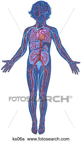 Simplified circulatory system. View Large Illustration Clipart - Simplified circulatory system.. Fotosearch