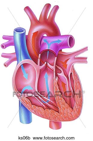 Simplified heart anatomy. Clipart | ks06b | Fotosearch