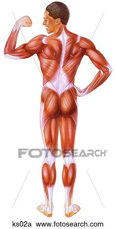 Simplified muscular system posterior/back view. View Large Illustration Clipart - Simplified muscular system posterior/back view.. Fotosearch