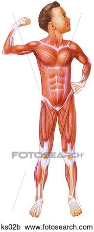 Clipart - Simplified muscular system anterior/front view.. Fotosearch