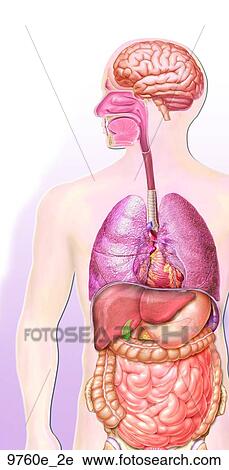 Sites of AIDS-Related Illnesses Unlabeled View Large Illustration Clip Art - Sites of AIDS-Related Illnesses Unlabeled. Fotosearch