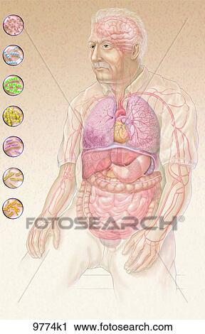 Sites of Bacterial Infection Unlabeled View Large Illustration Clip Art - Sites of Bacterial Infection Unlabeled. Fotosearch