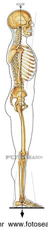 Stock Illustration - Skeletal System (Lateral View) Unlabeled. Fotosearch