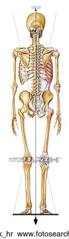 Skeletal System (Posterior View) Unlabeled View Large Illustration Stock Illustration - Skeletal System (Posterior View) Unlabeled. Fotosearch