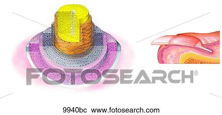 Clipart - Skin Derivatives Unlabeled. Fotosearch