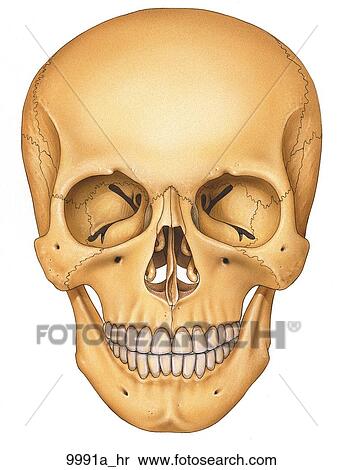 Skull Anterior Aspect Unlabeled View Large Illustration Stock Illustration - Skull Anterior Aspect Unlabeled. Fotosearch