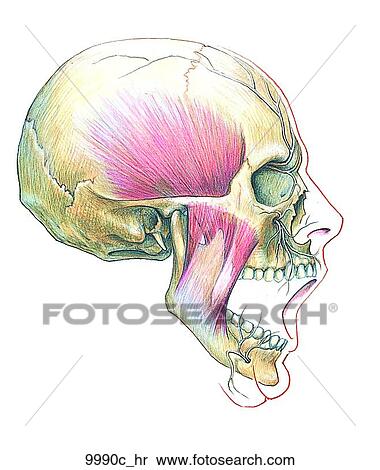 Skull Deep Muscles and Sensory Nerves Unlabeled View Large Illustration Stock Illustration - Skull Deep Muscles and Sensory Nerves Unlabeled. Fotosearch
