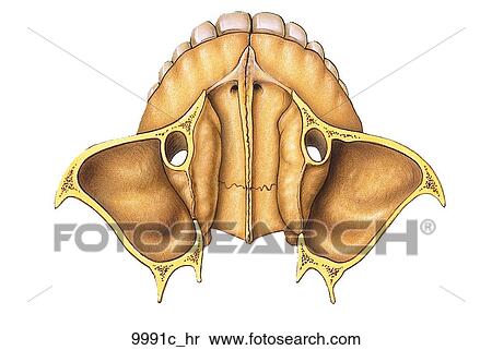 Stock Illustration - Skull Horizontal Section Through Maxilla Unlabeled. Fotosearch