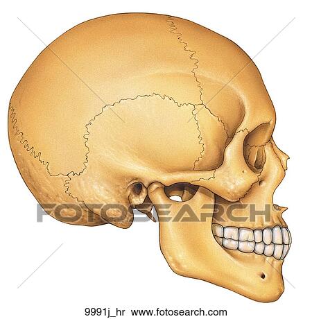 Skull Lateral Aspect Unlabeled Stock Illustration | 9991j_hr | Fotosearch