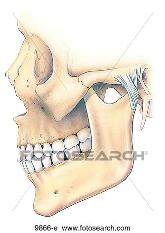 Skull with TMJ Unlabeled View Large Illustration Clip Art - Skull with TMJ Unlabeled. Fotosearch