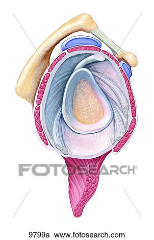 Clipart - Socket of Right Shoulder Joint Lateral View Unlabeled. Fotosearch
