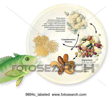 Clip Art - Sources of Proteins Unlabeled. Fotosearch