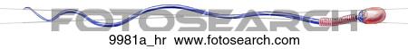 Stock Illustration - Spermatozoon Unlabeled. Fotosearch