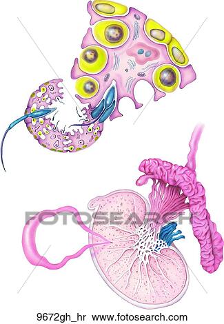 Stock Illustration - Spermogenesis and the Testis (Cross-Section) Unlabeled. Fotosearch