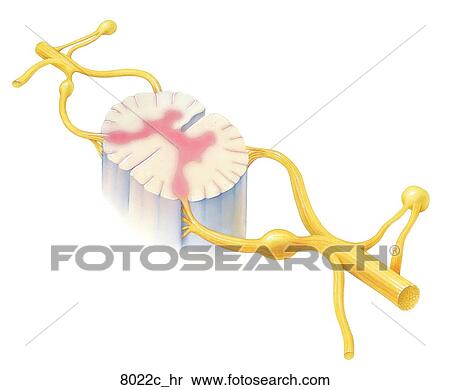 Stock Illustration - Spinal Cord (Cross-Section) Unlabeled. Fotosearch