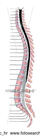 Spinal Cord Segments Unlabeled View Large Illustration Stock Illustration - Spinal Cord Segments Unlabeled. Fotosearch