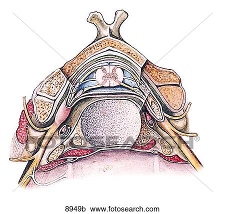Clipart - Spinal Meninges Unlabeled. Fotosearch