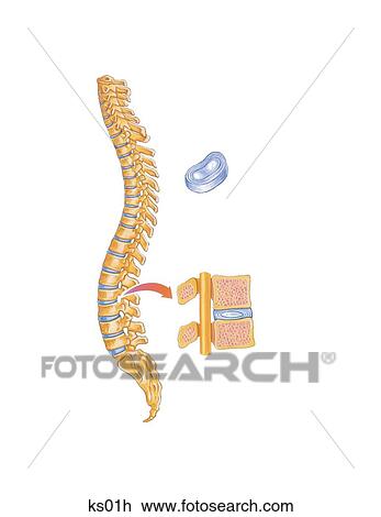 Drawing - Spine with additional detail on intervertebral disk and spinal cord.. Fotosearch