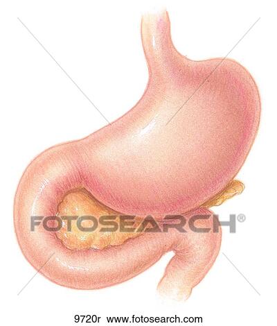 Stomach With Insets of Microscopic View of Duodenum and Jejunum Unlabeled View Large Illustration Stock Illustration - Stomach With Insets of Microscopic View of Duodenum and Jejunum Unlabeled. Fotosearch