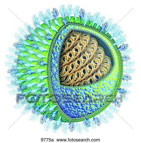 Structure of Virus Unlabeled View Large Illustration Clipart - Structure of Virus Unlabeled. Fotosearch