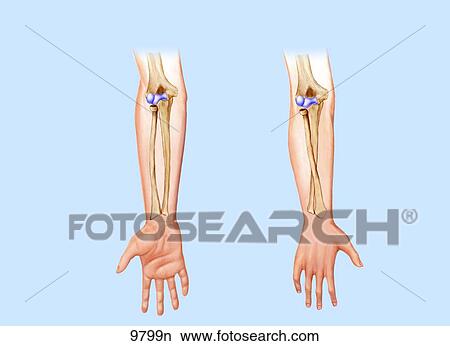 Suspiration and Pronation of Elbow Unlabeled View Large Illustration Stock Illustration - Suspiration and Pronation of Elbow Unlabeled . Fotosearch