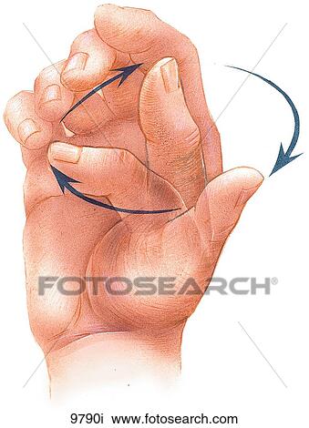 Thumb Range of Movement Unlabeled View Large Illustration Drawing - Thumb Range of Movement Unlabeled. Fotosearch
