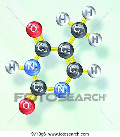 Thymine Molecular Structure Unlabeled View Large Illustration Stock Illustration - Thymine Molecular Structure Unlabeled. Fotosearch