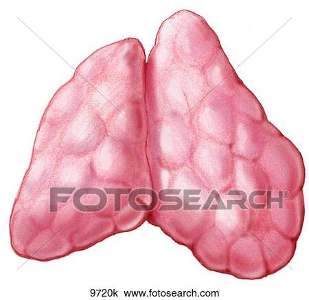 Thymus Gland Unlabeled View Large Illustration Drawing - Thymus Gland Unlabeled. Fotosearch