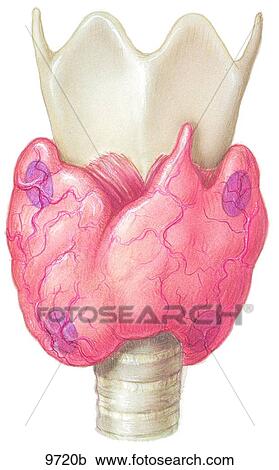 Thyroid and Parathyroid Glands Unlabeled View Large Illustration Clipart - Thyroid and Parathyroid Glands Unlabeled. Fotosearch