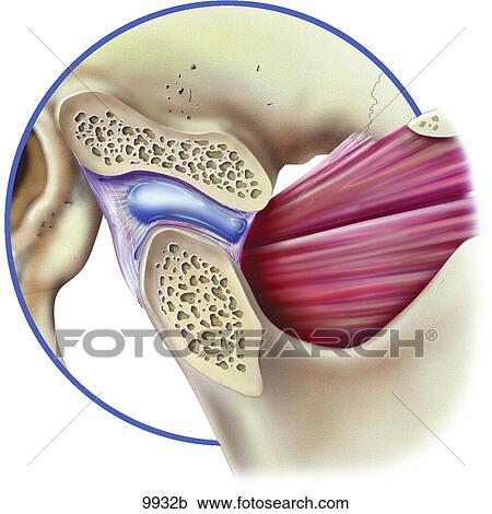Clipart - TMJ Skeletal and Muscular Normal Jaw Opened Unlabeled. Fotosearch