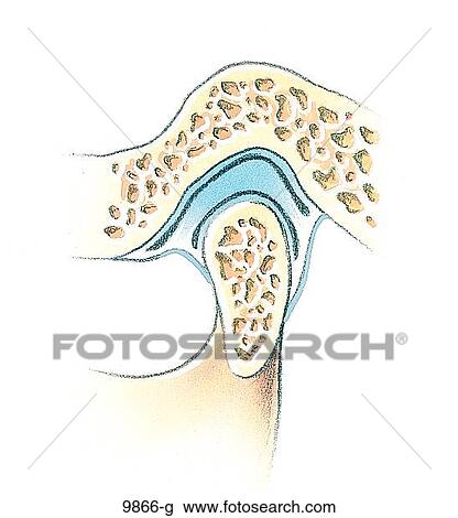 Drawing - TMJ Skeletal Jaw Closed Unlabeled. Fotosearch
