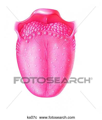 Tongue surface anatomy View Large Illustration Clipart - Tongue surface anatomy. Fotosearch