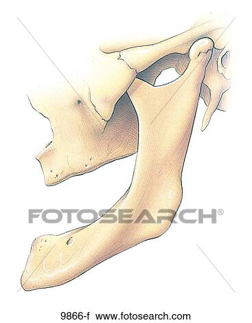 Toothless Mandible Unlabeled View Large Illustration Clip Art - Toothless Mandible Unlabeled. Fotosearch