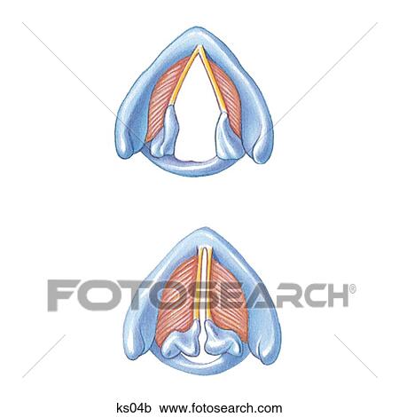 Top view of larynx showing vocal cords apart and closed. View Large Illustration Clipart - Top view of larynx showing vocal cords apart and closed.. Fotosearch