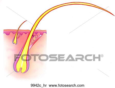 Types of Scalp Hair Unlabeled View Large Illustration Stock Illustration - Types of Scalp Hair Unlabeled. Fotosearch