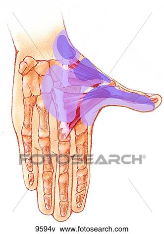 Upper Extremity Trigger Points: Extensor Opponens Pollicis and Adductor Pollicis Unlabeled View Large Illustration Stock Illustration - Upper Extremity Trigger Points: Extensor Opponens Pollicis and Adductor Pollicis Unlabeled. Fotosearch