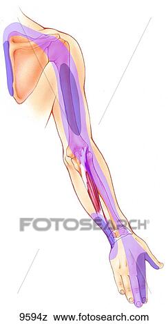 Upper Extremity Trigger Points: Scalenes to Extensor Carpi Ulnaris Unlabeled View Large Illustration Stock Illustration - Upper Extremity Trigger Points: Scalenes to Extensor Carpi Ulnaris Unlabeled. Fotosearch