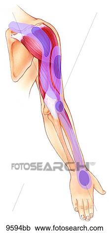 Upper Extremity Trigger Points: Triceps Brachii Lateral Head to Extensor Carpi Radialis Longus Unlabeled View Large Illustration Clipart - Upper Extremity Trigger Points: Triceps Brachii Lateral Head to Extensor Carpi Radialis Longus Unlabeled. Fotosearch