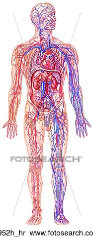 Vascular System Unlabeled View Large Illustration Stock Illustration - Vascular System Unlabeled. Fotosearch