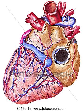 Stock Illustration - Vasculature of the Heart (Posterior View) Unlabeled. Fotosearch
