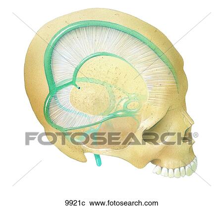 Clipart - Venous Sinuses Unlabeled. Fotosearch