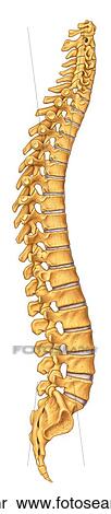 Stock Illustration - Vertebral Column Right Lateral View Unlabeled. Fotosearch