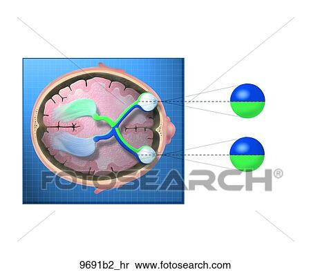Visual Field of Eye Unlabeled View Large Illustration Stock Illustration - Visual Field of Eye Unlabeled. Fotosearch