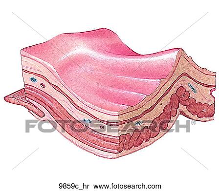 Wall of Colon Unlabeled View Large Illustration Stock Illustration - Wall of Colon Unlabeled. Fotosearch