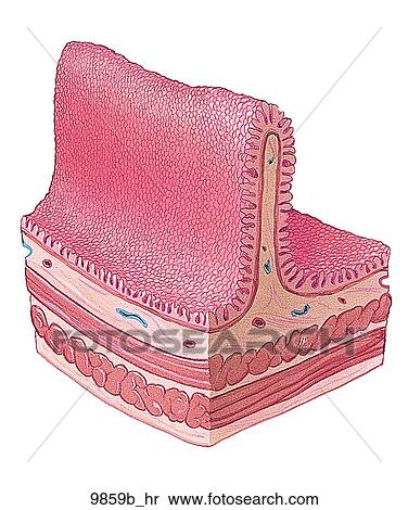 Wall of Jejunum Unlabeled View Large Illustration Stock Illustration - Wall of Jejunum Unlabeled. Fotosearch