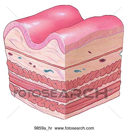 Wall of Stomach Unlabeled View Large Illustration Stock Illustration - Wall of Stomach Unlabeled. Fotosearch